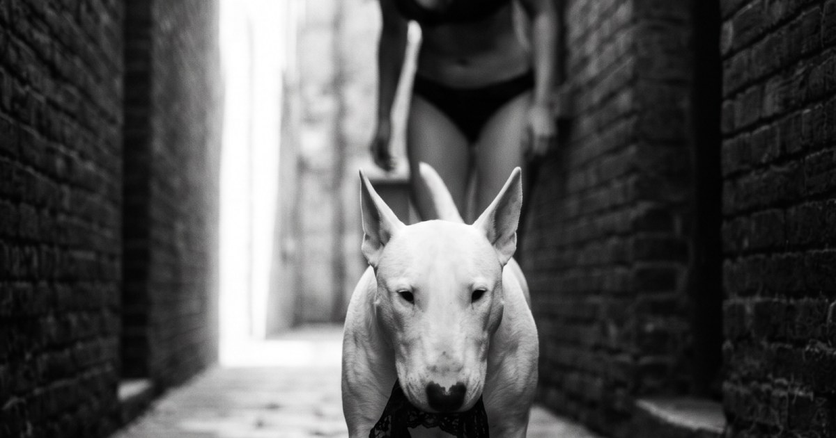 Black and white dog thief