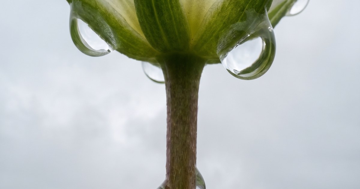 The Bloom Giant