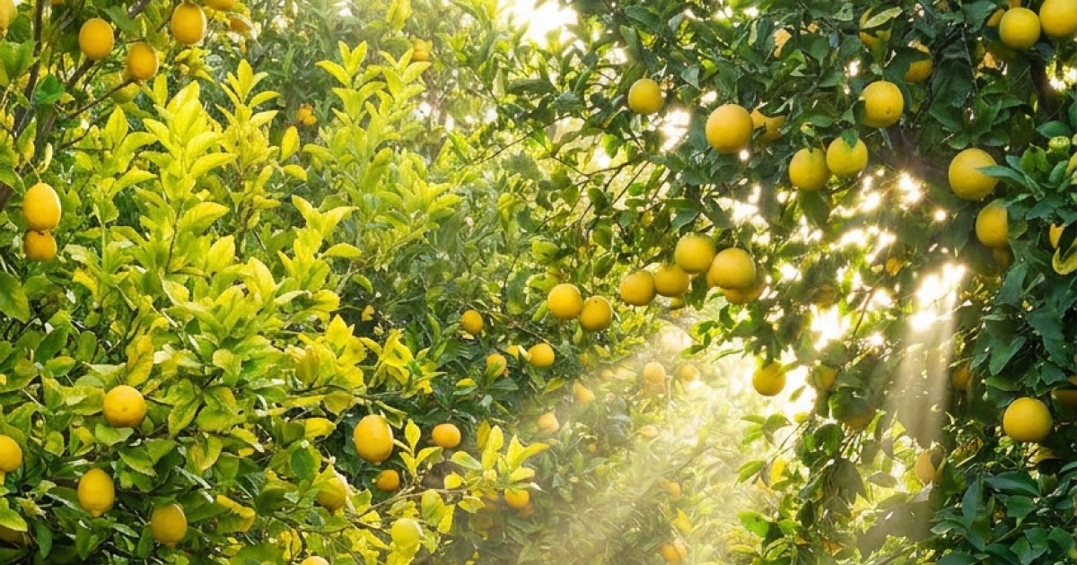 The Citrus Grove analogous color study