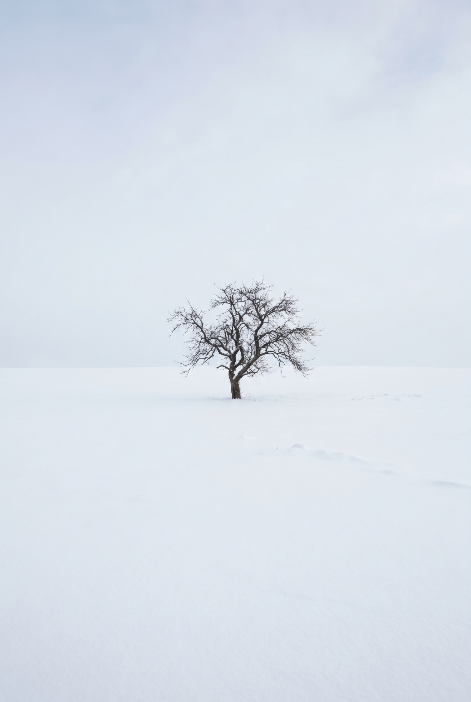 The Last Tree-Negative Space Study