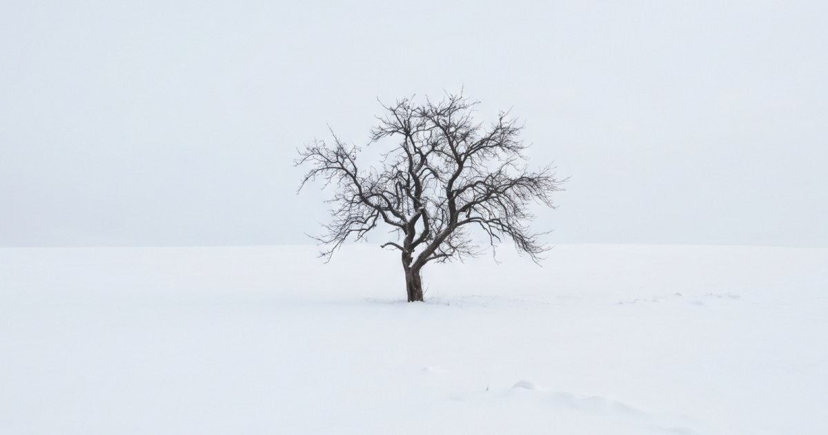 The Last Tree-Negative Space Study