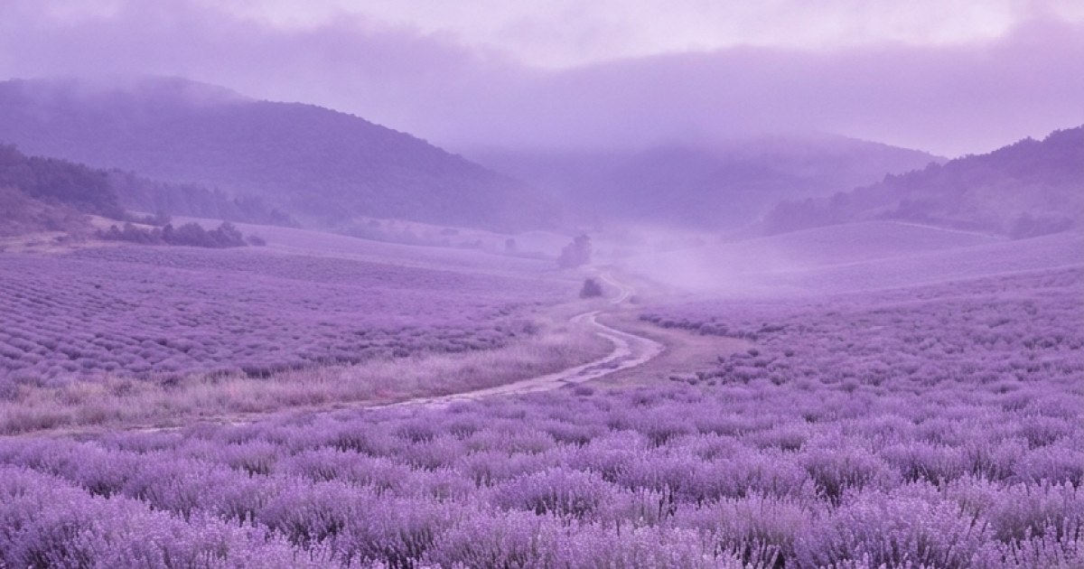 The Lavender Valley-Monochromatic-color study